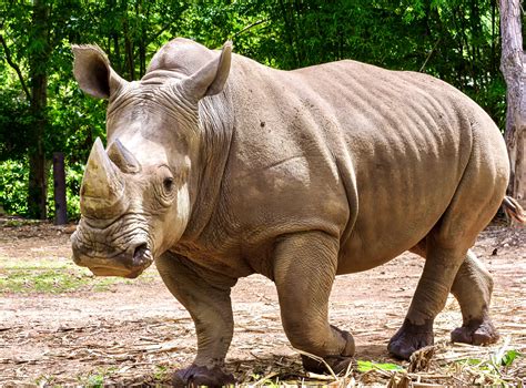 Rhino .